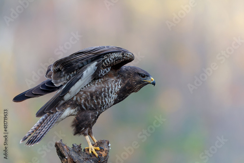 Common Buzzard (Buteo buteo) sarching for food in the forest of Noord Brabant in the Netherlands.  Green forest background photo