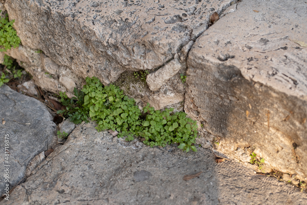 Plants growing on stone wall and its texture