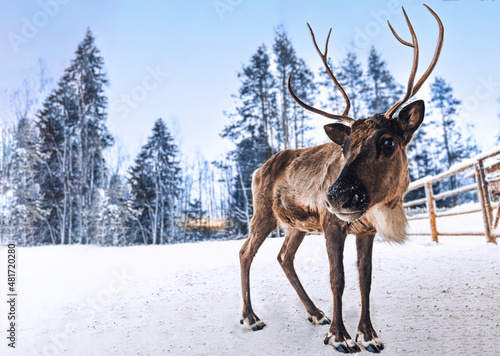 Young brown deer on the snow-covered territory of a farm in the republic of Karelia at dawn