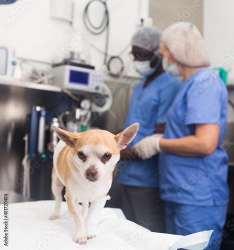 Dog on the operating table and doctor in a veterinary clinic. High quality photo