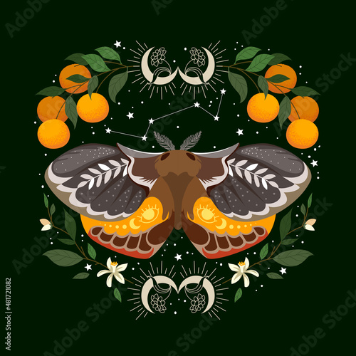 illustration of celestial moth at night with flower