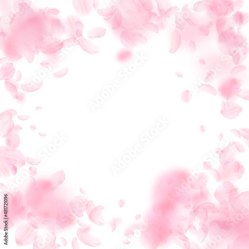 Sakura petals falling down. Romantic pink flowers vignette. Flying petals on white square background. Love, romance concept. Flawless wedding invitation.