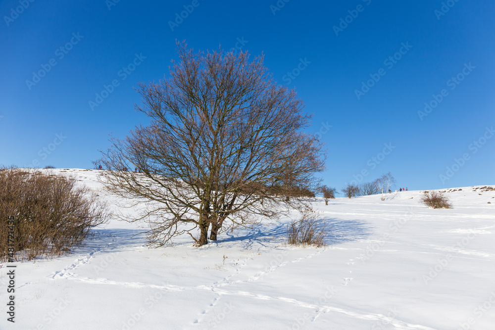 Snowy sunny Ticha Sarka in the Winter, Nature Reserve in Prague