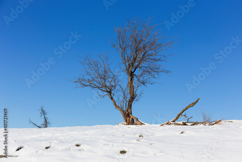 Snowy sunny Ticha Sarka in the Winter, Nature Reserve in Prague photo