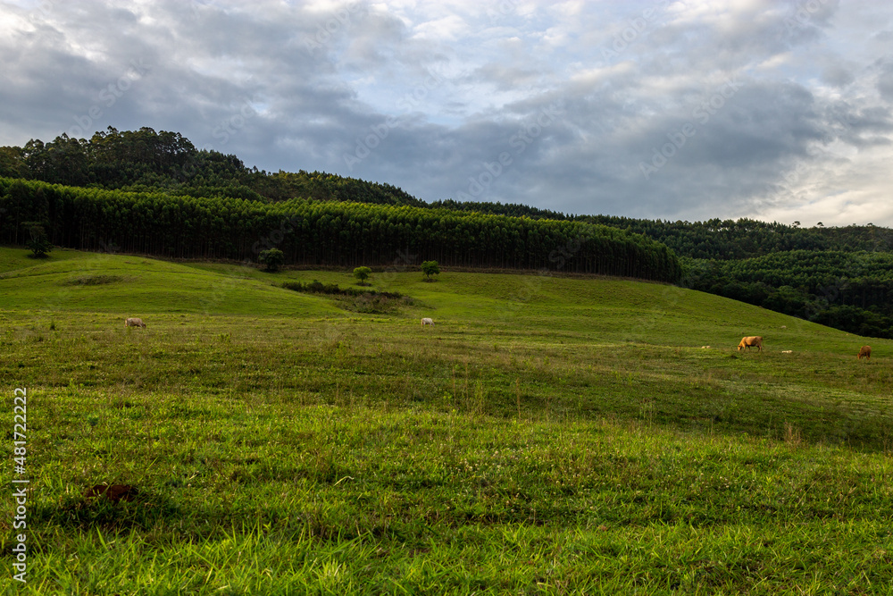 Obraz premium landscape with grass and sky