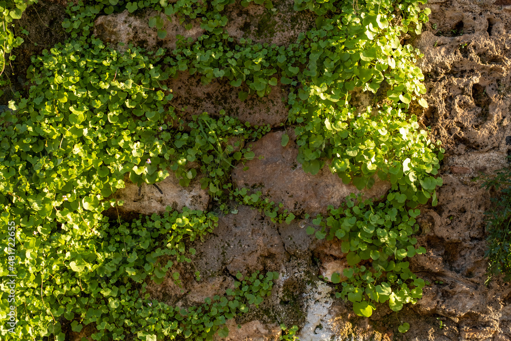 Plants growing on stone wall and its texture Plants growing on stone wall and its texture
