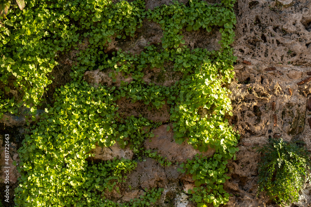 Plants growing on stone wall and its texture Plants growing on stone wall and its texture
