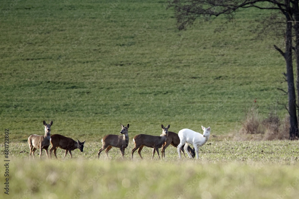 White roe deer, Capreolus capreolus, with a with a group of other roe deer’s