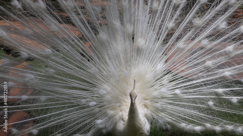 Fotografie peacock feather on black background