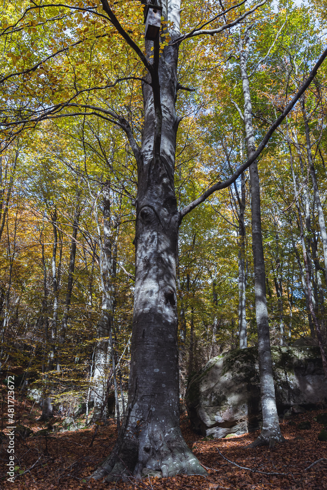 Autumn in the woods Autumn in the woods