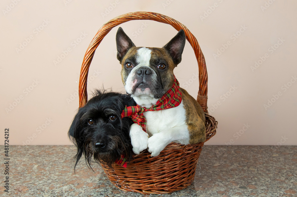 are boston terriers lap dogs