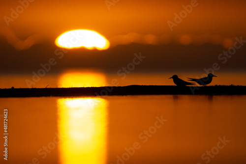 Lesser Crested Terns Sunrise