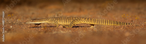 Long Sand Goanna