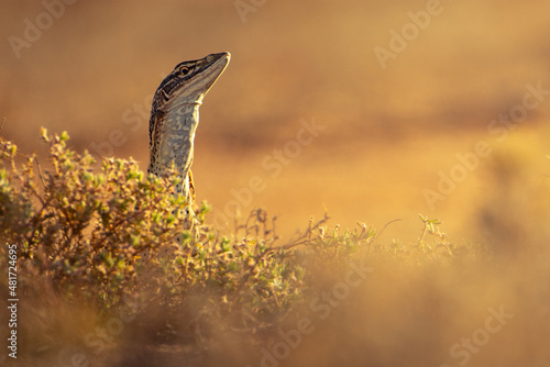 You Sand Goanna