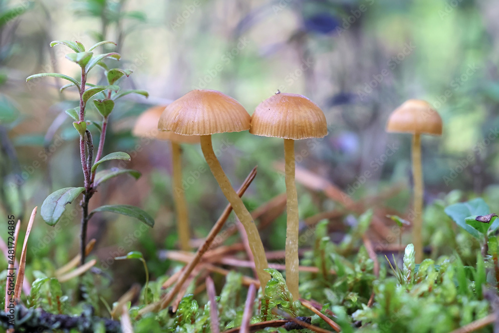 Hairy leg bell, wild mushroom from Finland Hairy leg bell, wild mushroom from Finland