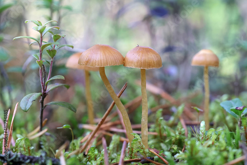 Hairy leg bell, wild mushroom from Finland