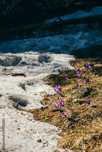 Mushrooms in the mountains, yellow grass, remnants of snow