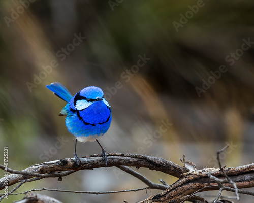 An adult male Splendid Fairywren (Malurus splendens) in its rich multicoloured blue breeding plumage perched on a branch.