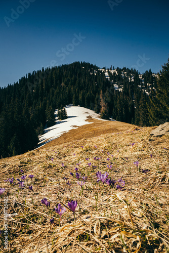 Snow-capped mountains, meadow among coniferous forest, spring, winter