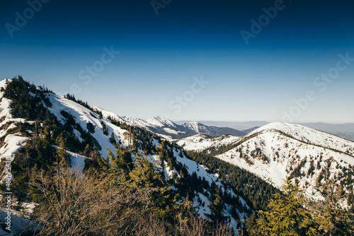 Mountains, coniferous forest in the snow, spring, winter