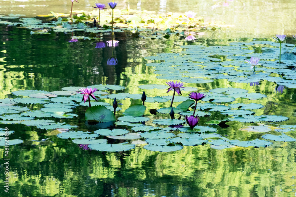 いけ スイレン 自然 花 水面 波紋 Stock Photo Adobe Stock いけ スイレン 自然 花 水面 波紋 Stock Photo Adobe Stock