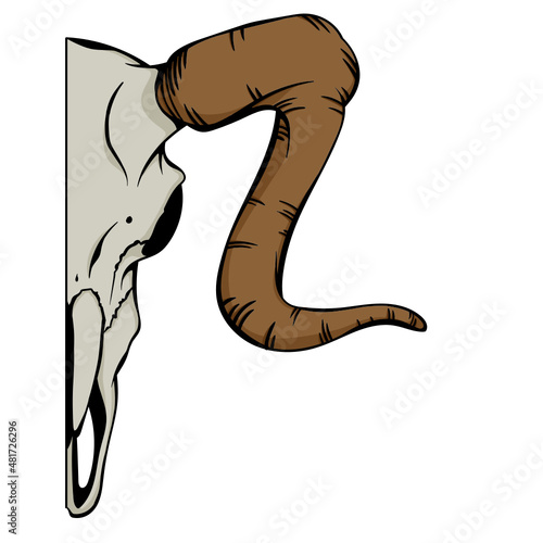 Illustration Schädel eines Widders