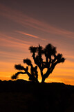 Silhouette of Joshua Tree With Colorful Sunset
