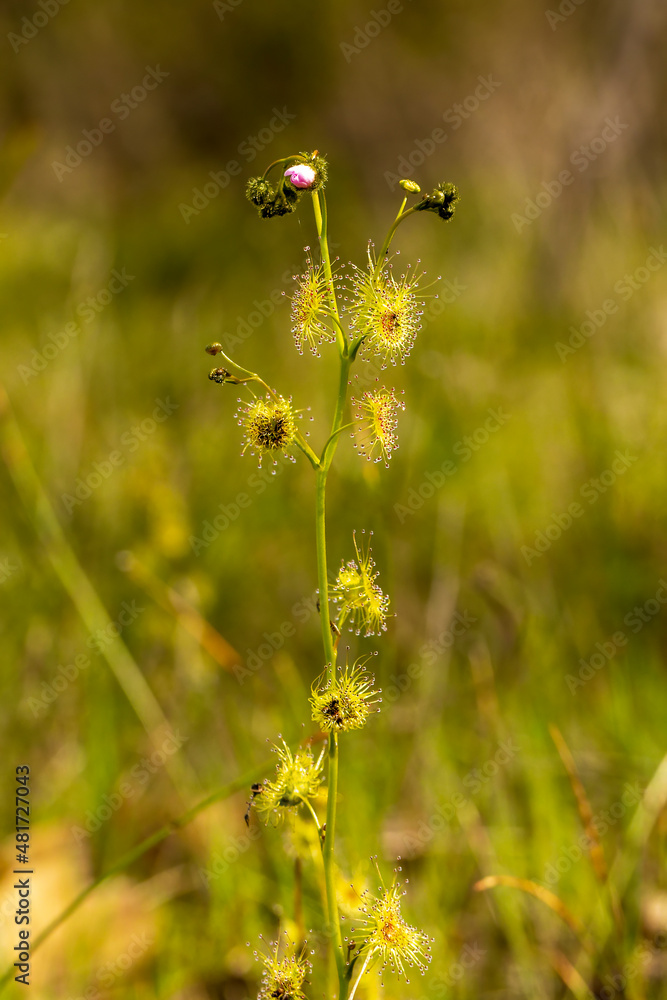 Tall Sundew (Drosera peltata). An Australian native carnivorous plant where the leaves have sticky insect catching hairs. Tall Sundew (Drosera peltata). An Australian native carnivorous plant where the leaves have sticky insect catching hairs.