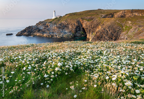 Trevose Head lighthouse and foreground flowers,northern Cornwall,England,United Kingdom. photo