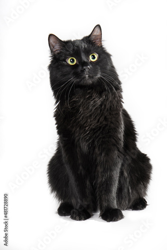 Black cat on a white background.