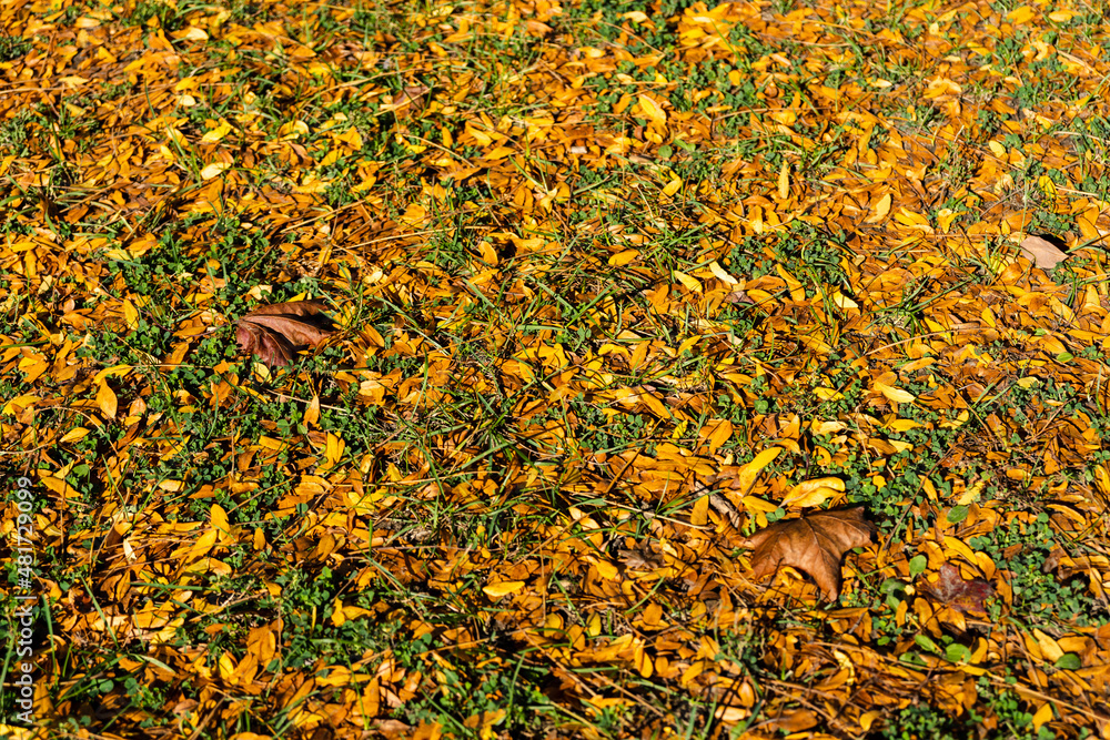 close up of maple leaves on the ground in the autumn/fall close up of maple leaves on the ground in the autumn/fall
