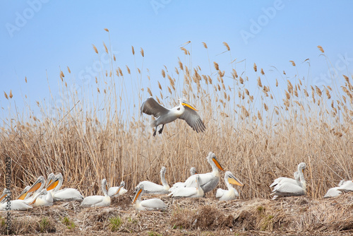 Dalmatian pelican landed in its family colony nest in the reeds of the Volga River, Astrakhan, Russia.
