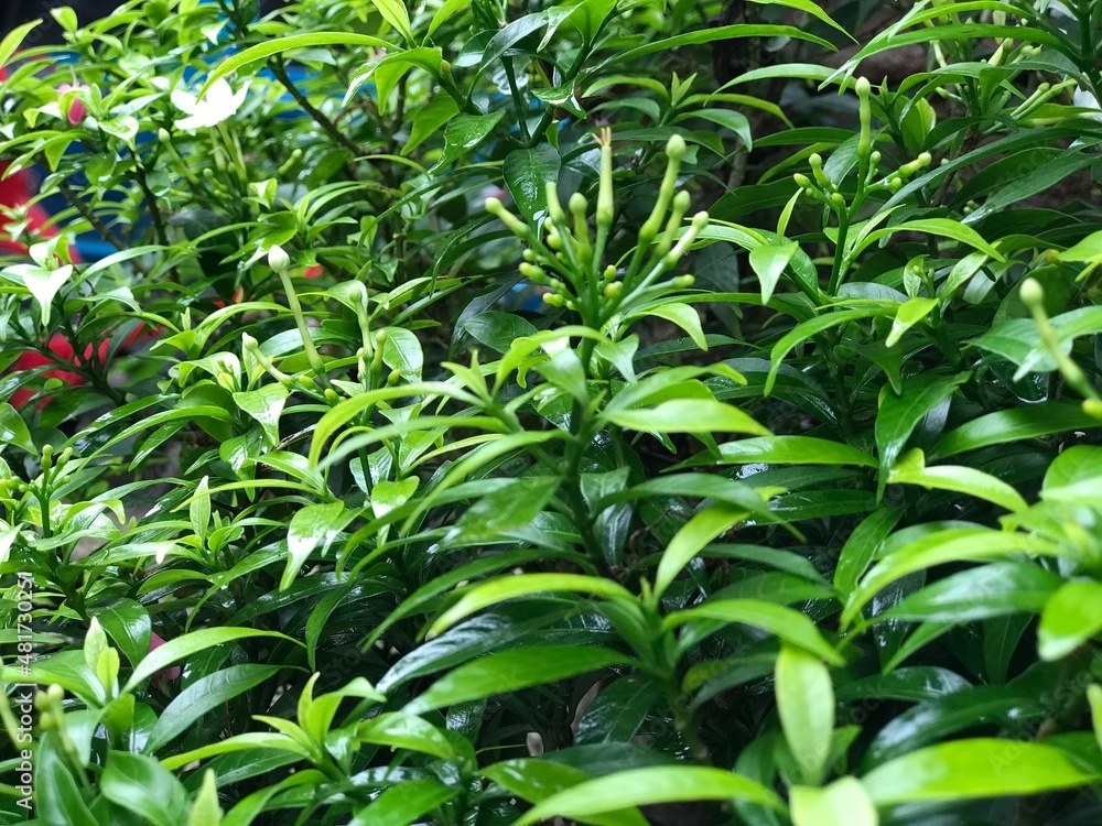 beautiful flower white with leaf green nature . background fresh natural for flyer, poster and etc