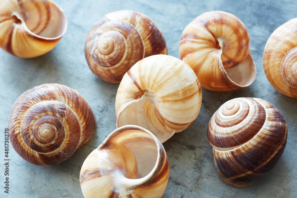 20211231_snail_shells.tif 20211231_snail_shells.tif