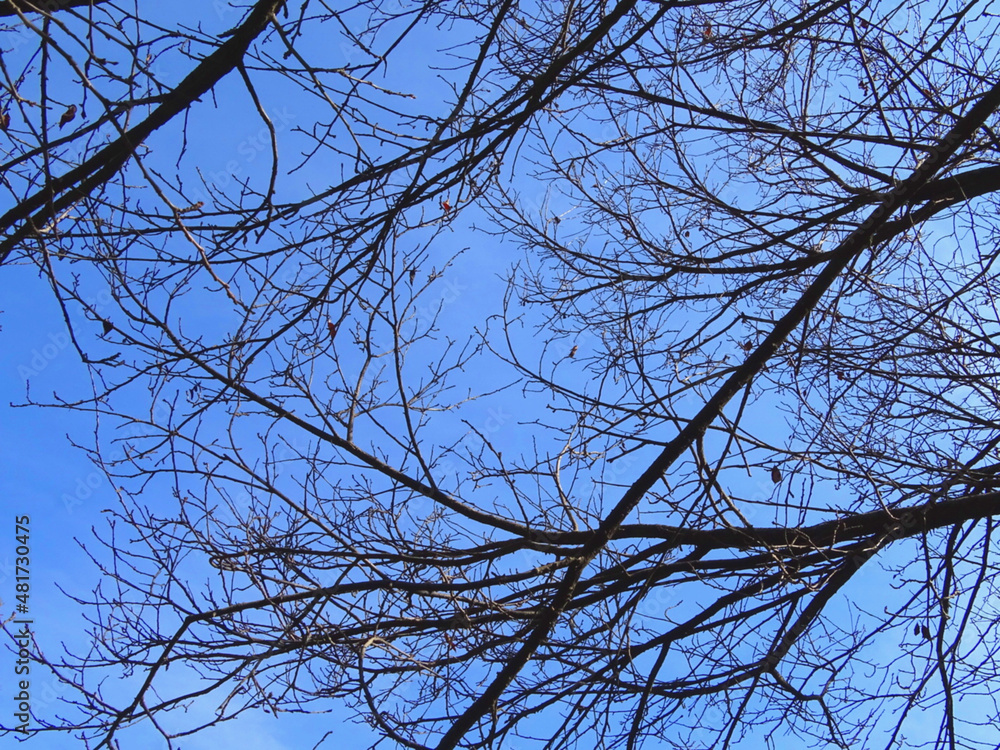 Tree Branches Against Blue Sky Tree Branches Against Blue Sky