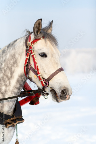 Horse sleigh ride through the Russian winter landscape - headshot.