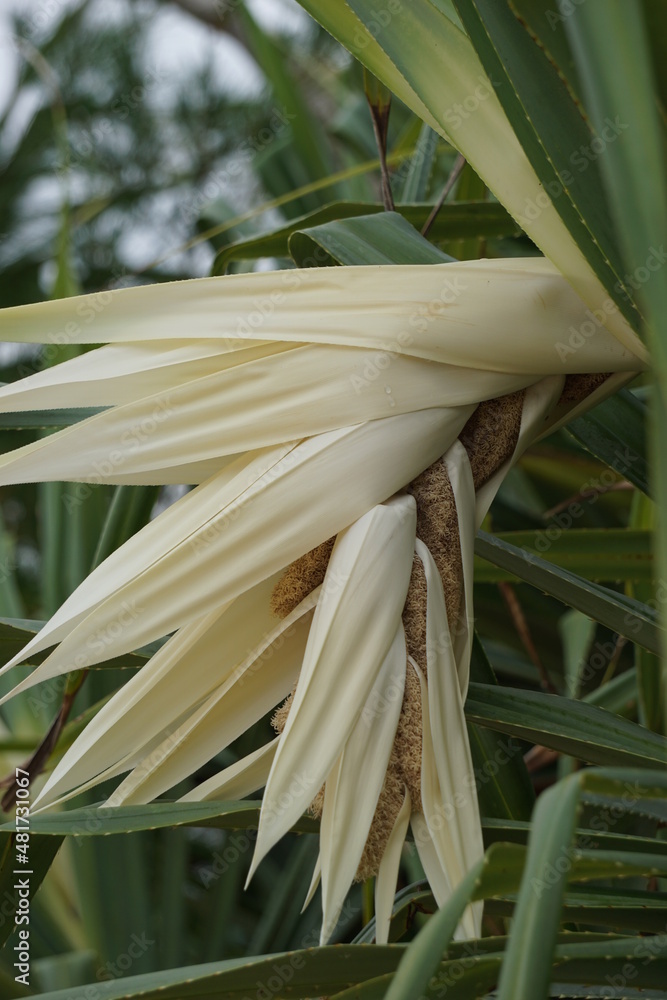 Obraz premium Fragrant Screwpine flower (Pandanus fascicularis, Pandanus odorifer, Pandanus tectorius) with nature background.