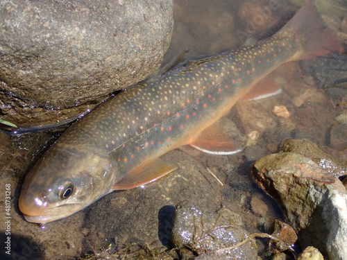 Fototapeta Naklejka Na Ścianę i Meble -  Dolly Varden trout fishing in Rausu River