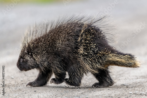 Side view of a wild porcupine seen in Canada during summer time with small feet and claws. 