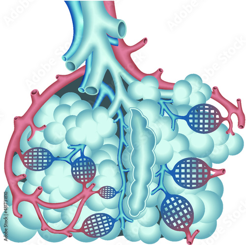Bronchiole and alveola