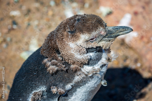 Vászonkép Magellanic penguin molting at Volunteer Point, Falkland Island