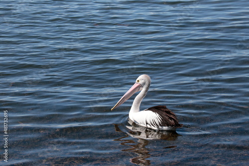 Native Australian Pelican overlooking the bay at the Geelong foreshore, coastal Victoria