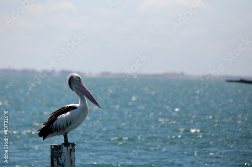Native Australian Pelican overlooking the bay at the Geelong foreshore, coastal Victoria
