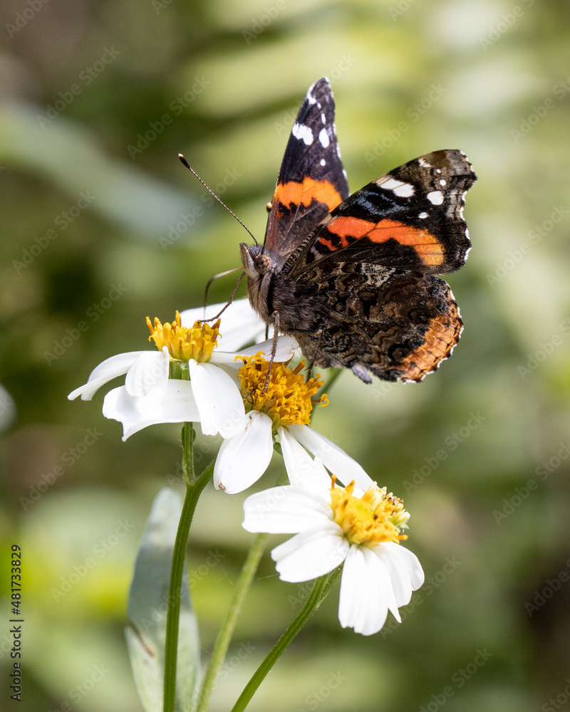 Orange and Brown Butterfly in Spring Orange and Brown Butterfly in Spring
