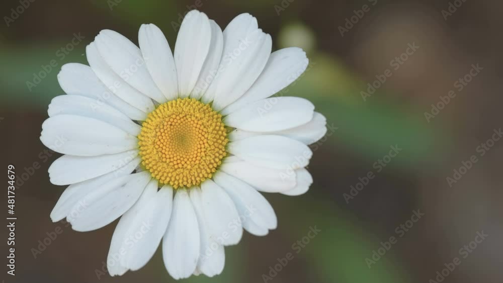 A beautiful daisy flower blooming in the garden in Estonia A beautiful daisy flower blooming in the garden in Estonia