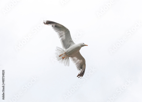 seagull flying in the cloudy sky.