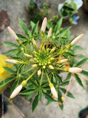 Spider flower
