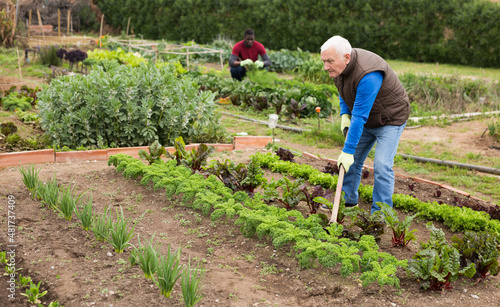 Senior man gardener with mattock working with lettuce in garden outdoor