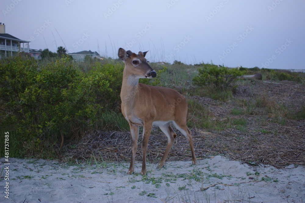 White-tailed deer on the beach White-tailed deer on the beach