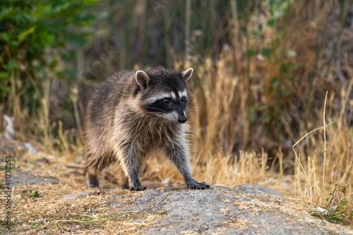 Young raccoon walks in Fremont Central Park